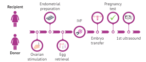 Egg Donation​ procedure