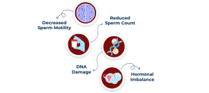 Impact of Smoking on Male Fertility
