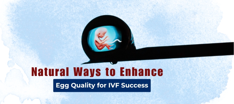 Egg Quality for IVF Success