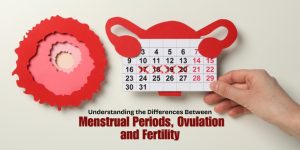 Menstrual Periods, Ovulation, and Fertility