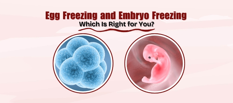 Egg Freezing and Embryo Freezing