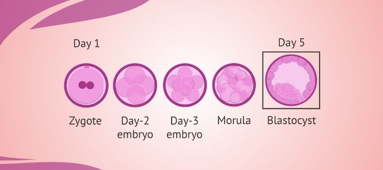 Blastocyst Stages